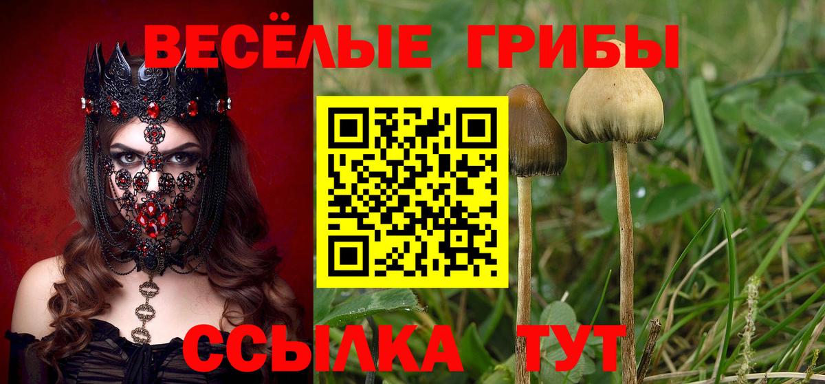 Псилоцибиновые грибы Psilocybe Гудермес